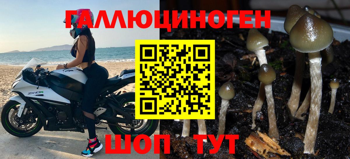 Азов  Псилоцибиновые грибы Psilocybe  Вход с VPN 
